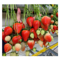 Systèmes de croissance des fraises de serre agricole